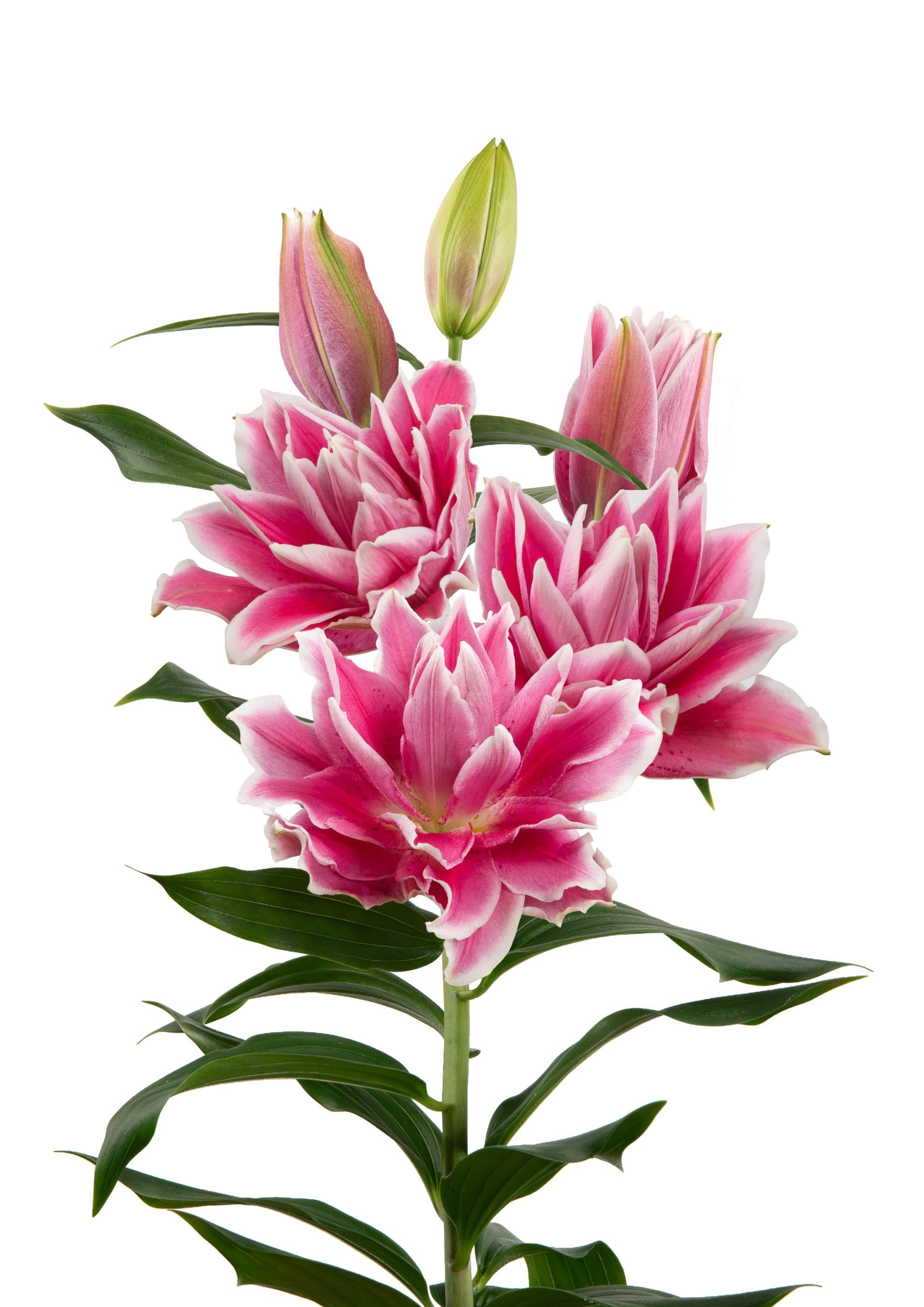 RL Antonella Roselily Lilium