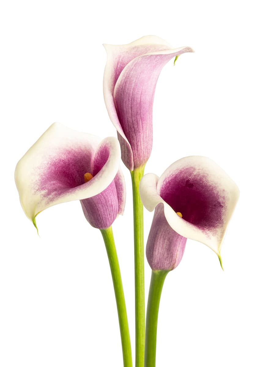 Picasso Zantedeschia