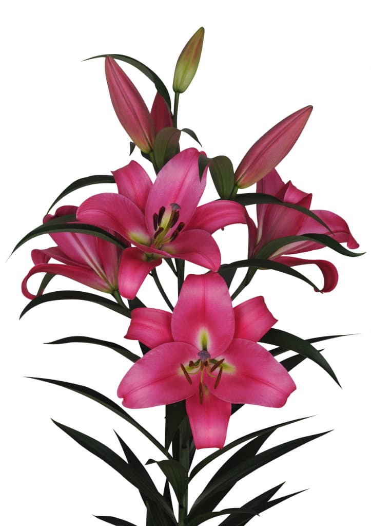 Profundo Lilium