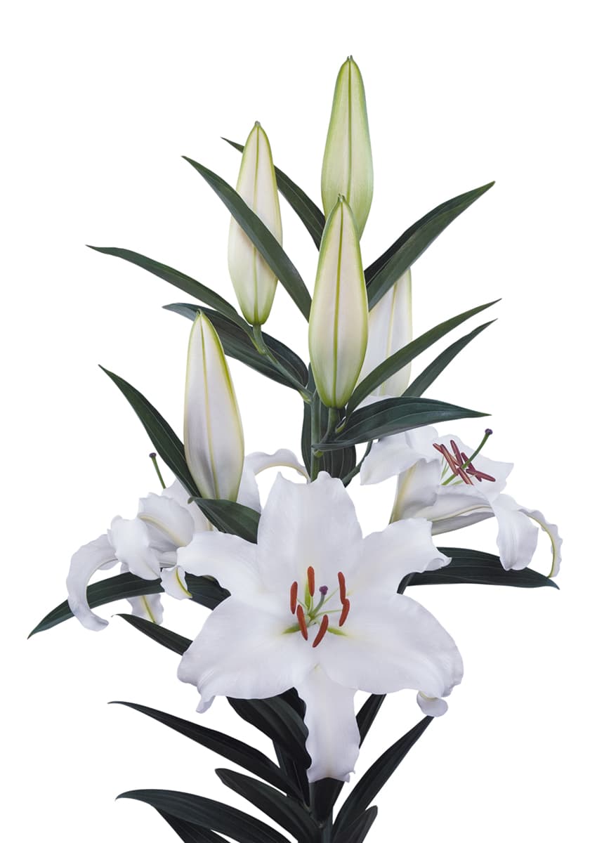 Castellani Lilium