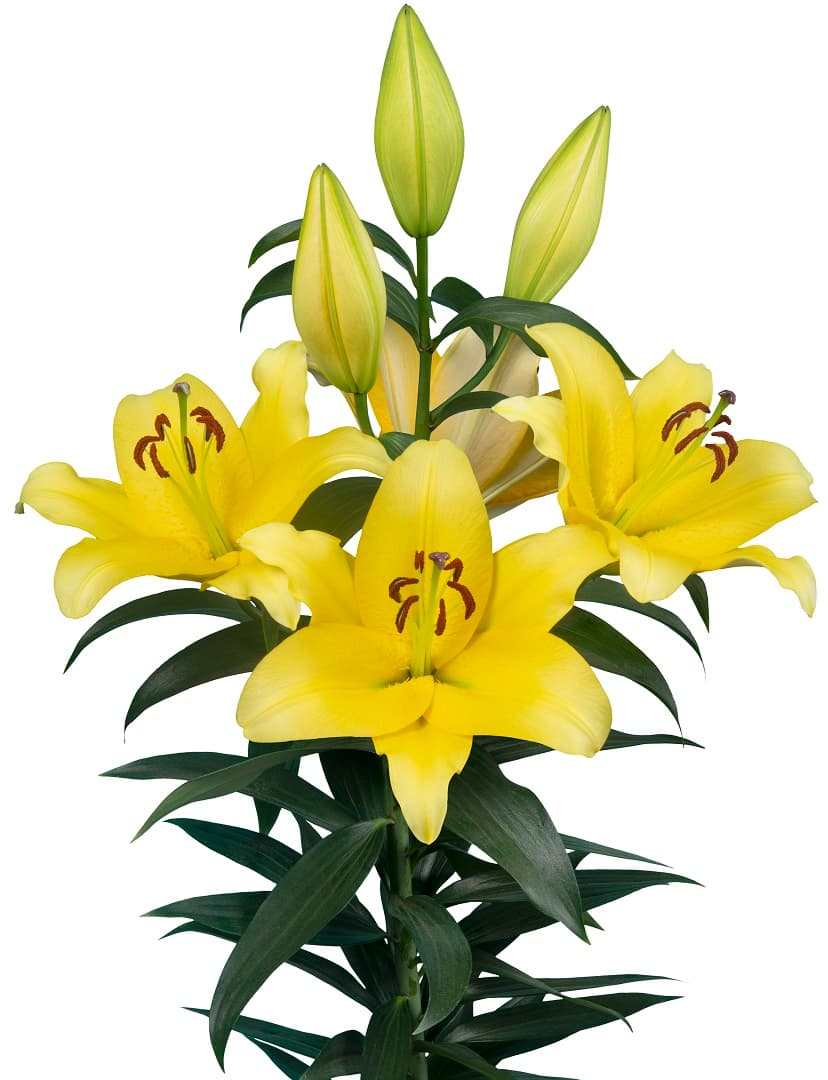 Bolt Lilium