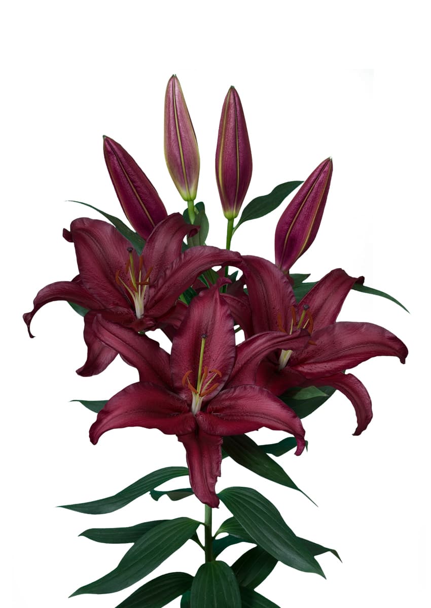 Firebolt Lilium