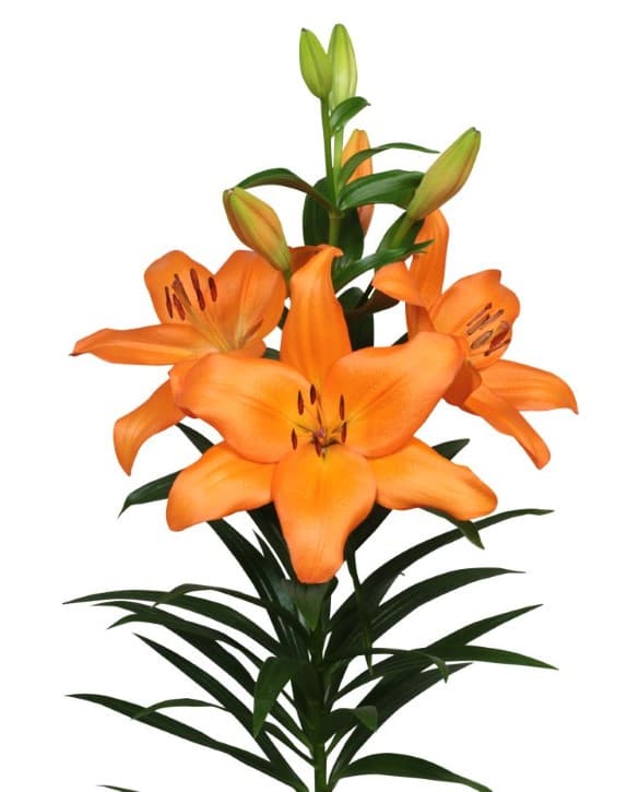 Zaragoza Lilium