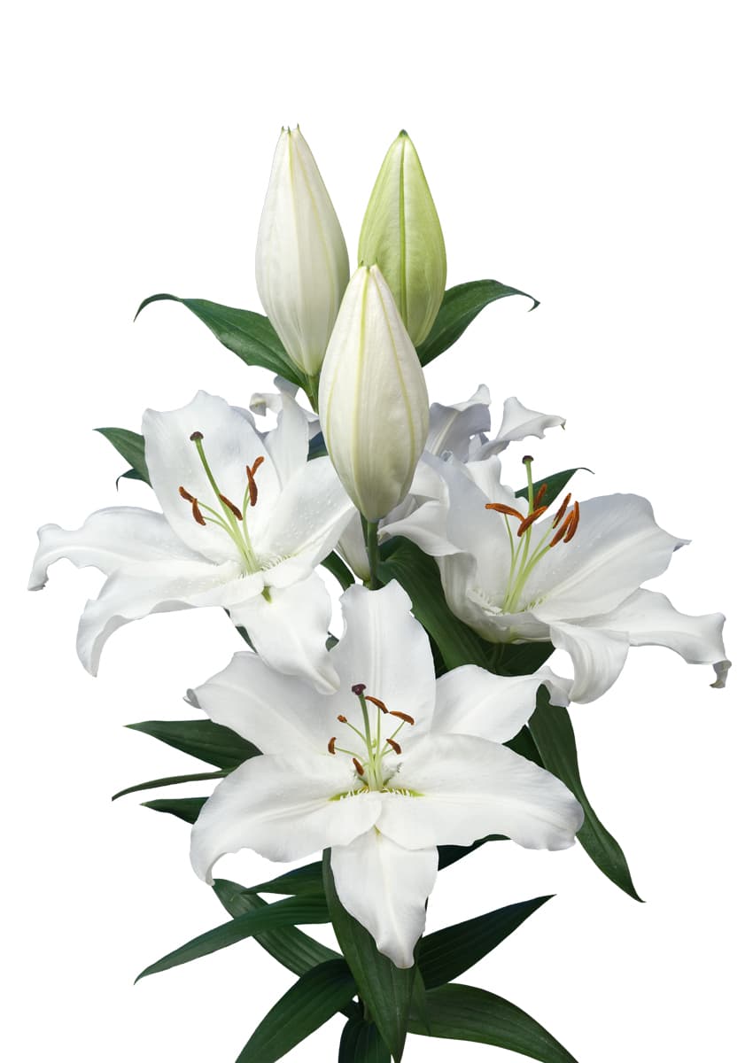 Severn Lilium