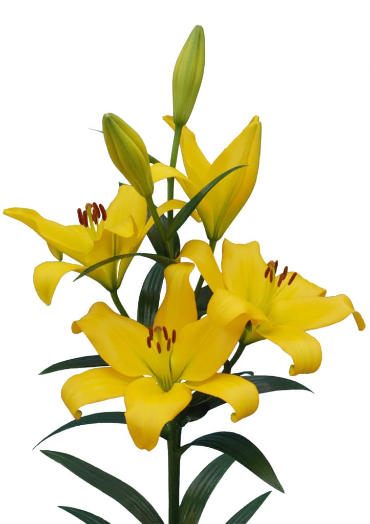 Mynnou Lilium