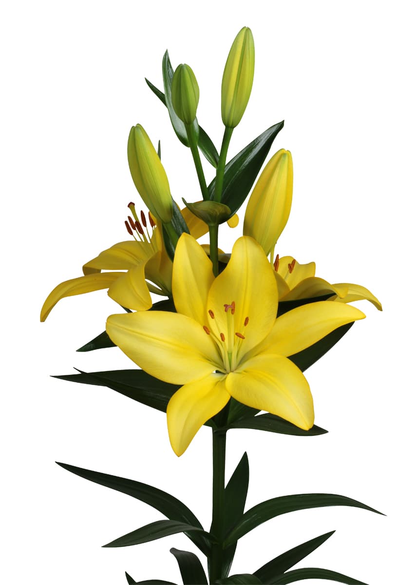 Tampa Lilium