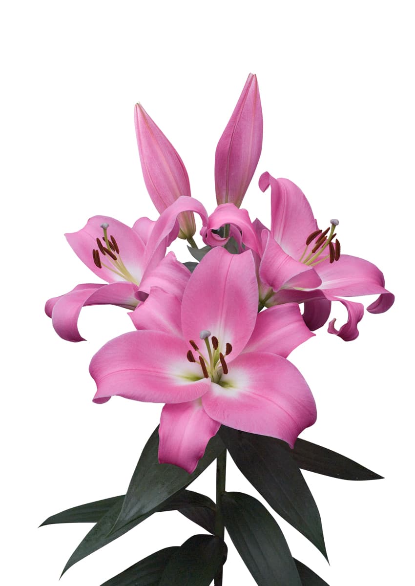 Tabledance Lilium