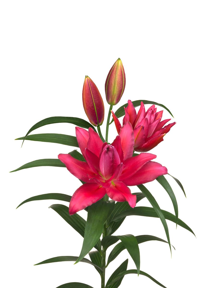 Roselily Rihanna
