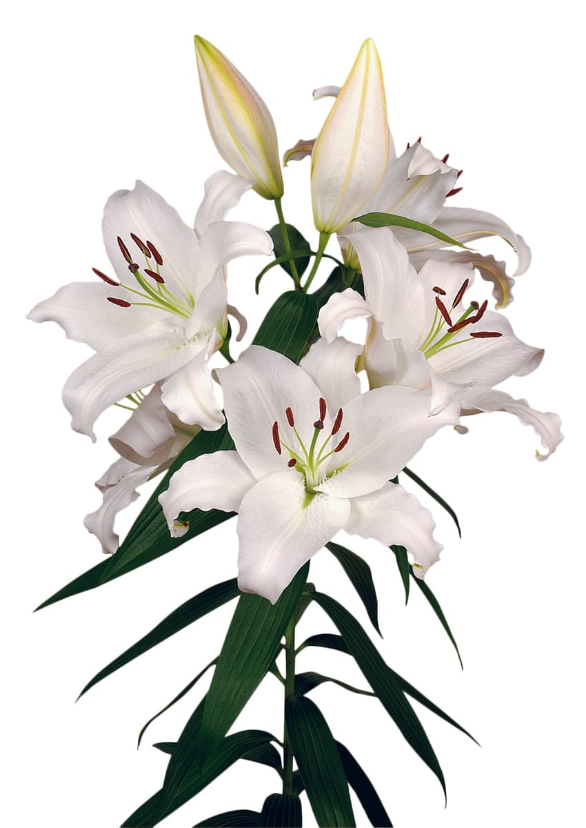 Nova Zembla Lilium