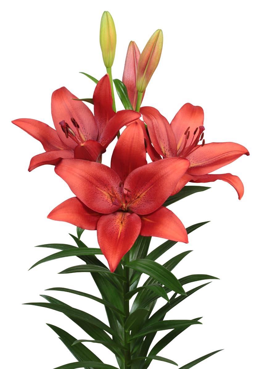 Cayenne Lilium