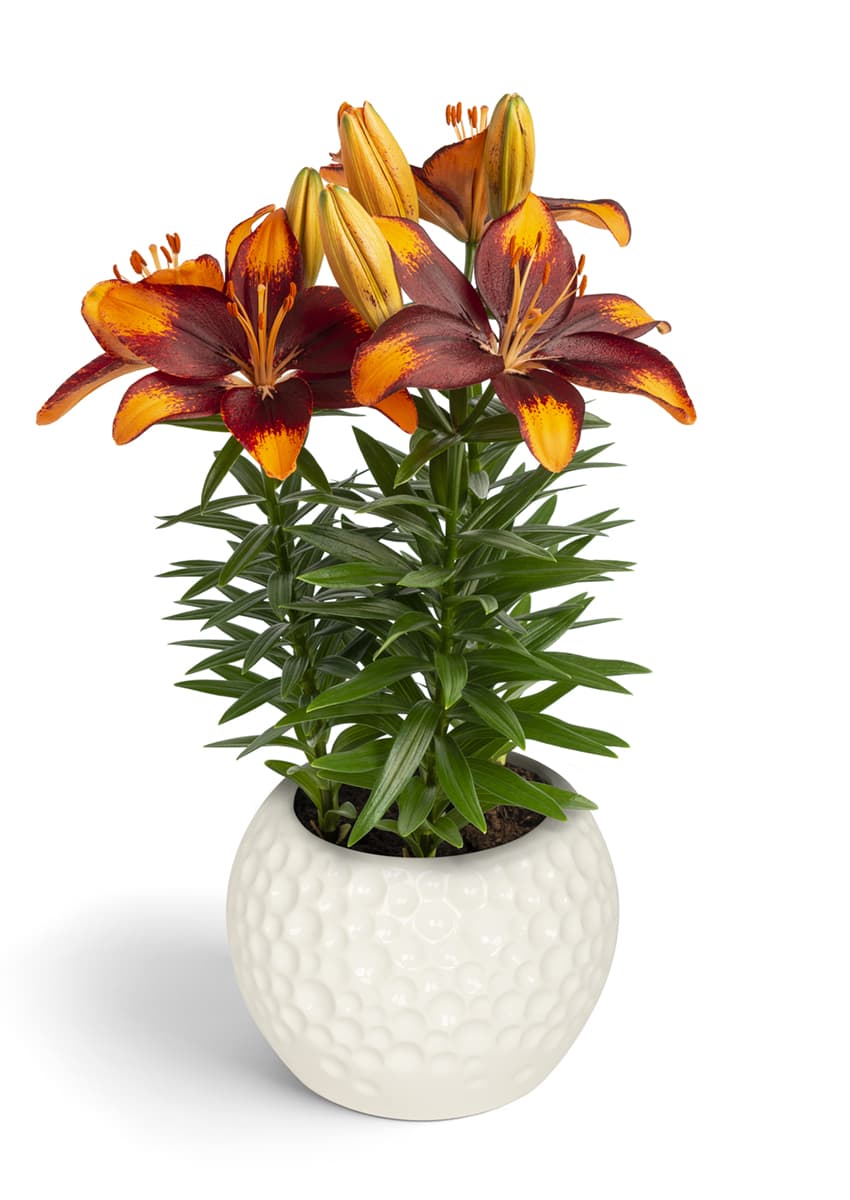 Tiny Lion Lily Looks Lilium