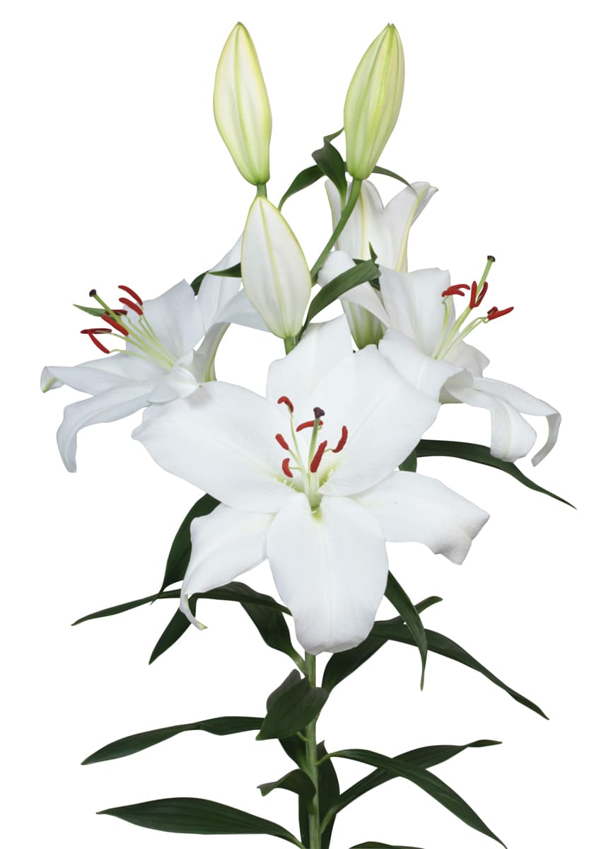 Santander Lilium