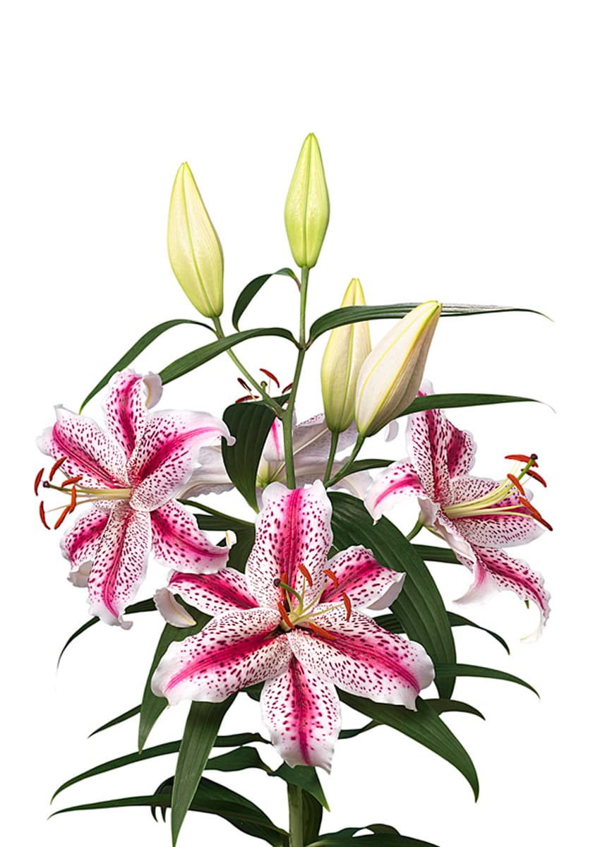 Tigerwoods Lilium