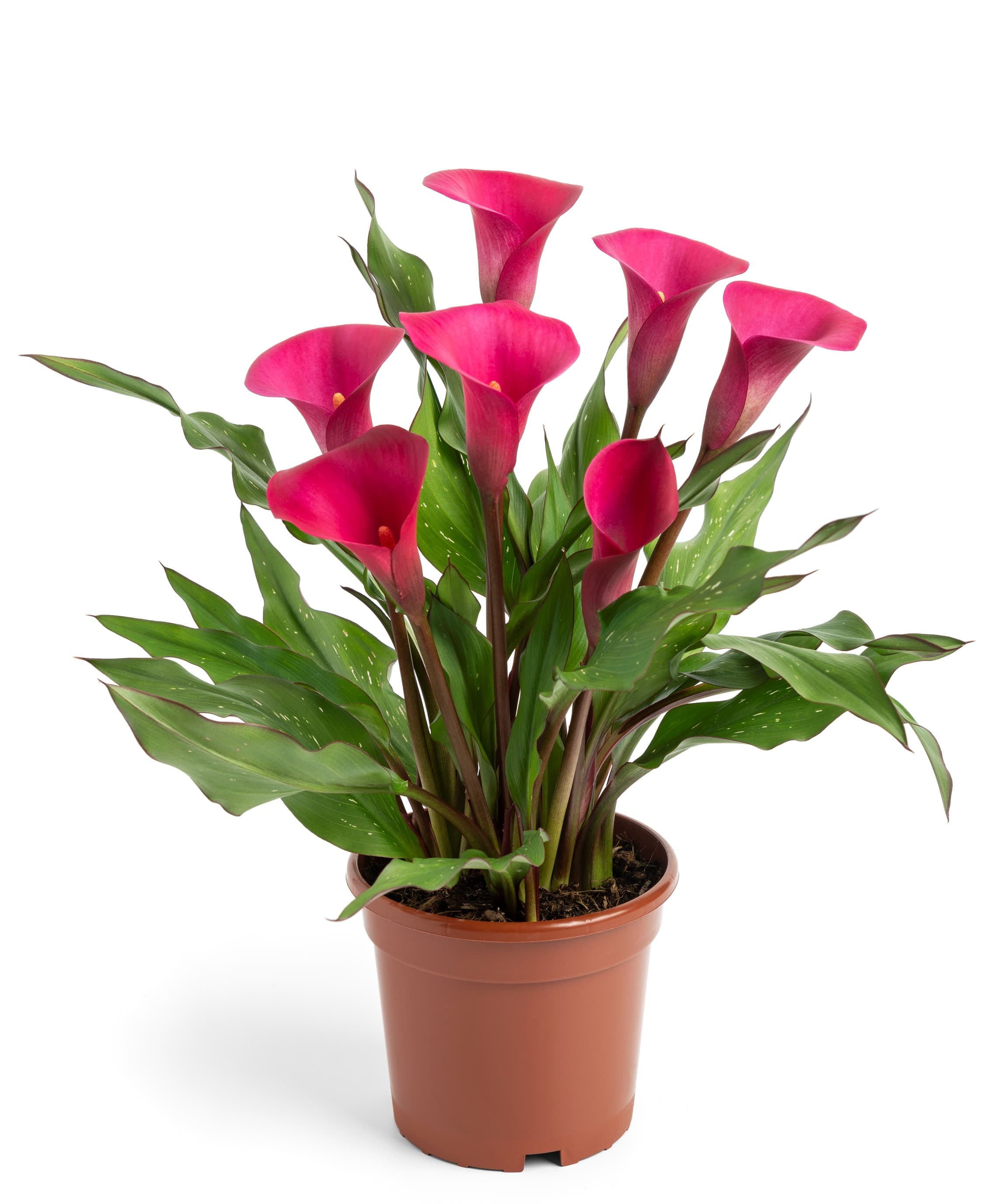 Lipstick Zantedeschia