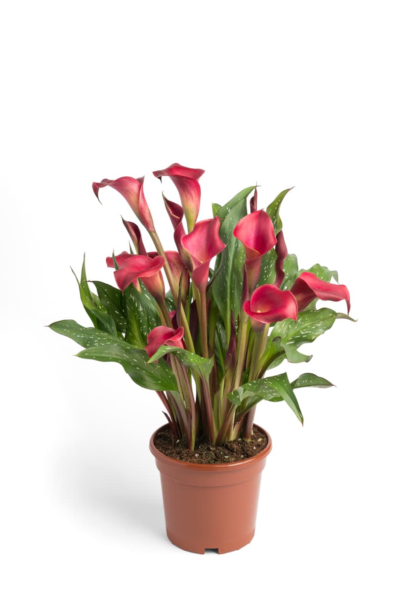 Red Charm Calla nova Zantedeschia