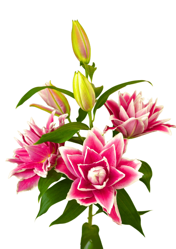Antonella Roselily Lilium