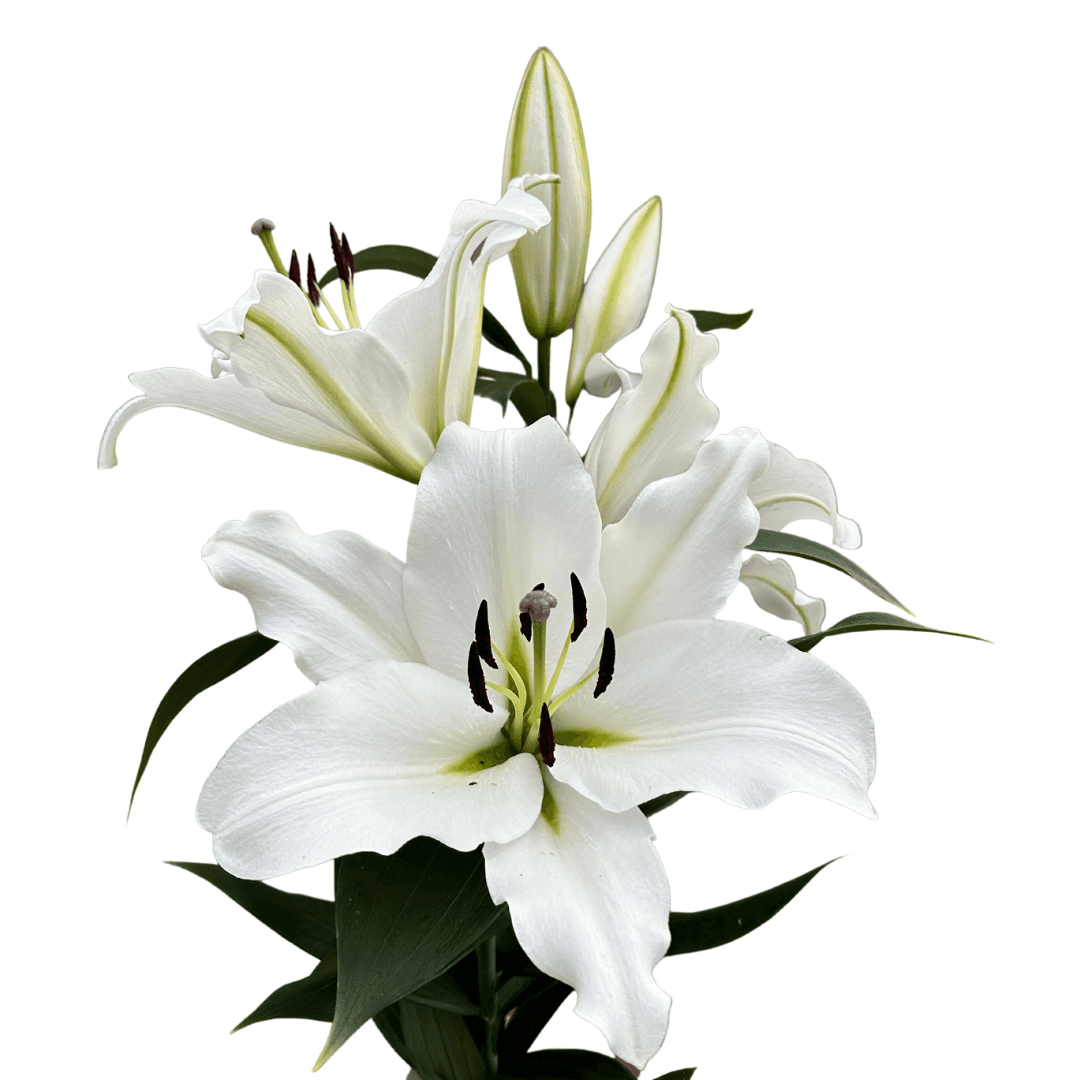 Blanca peak Lilium