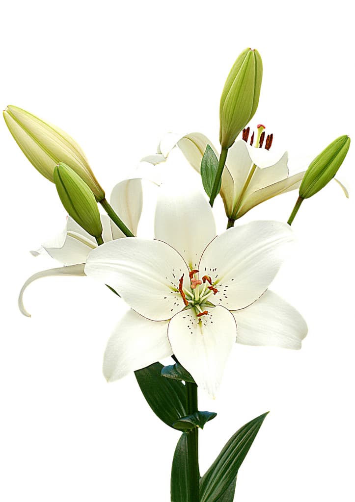 Eyeliner                                           Lilium