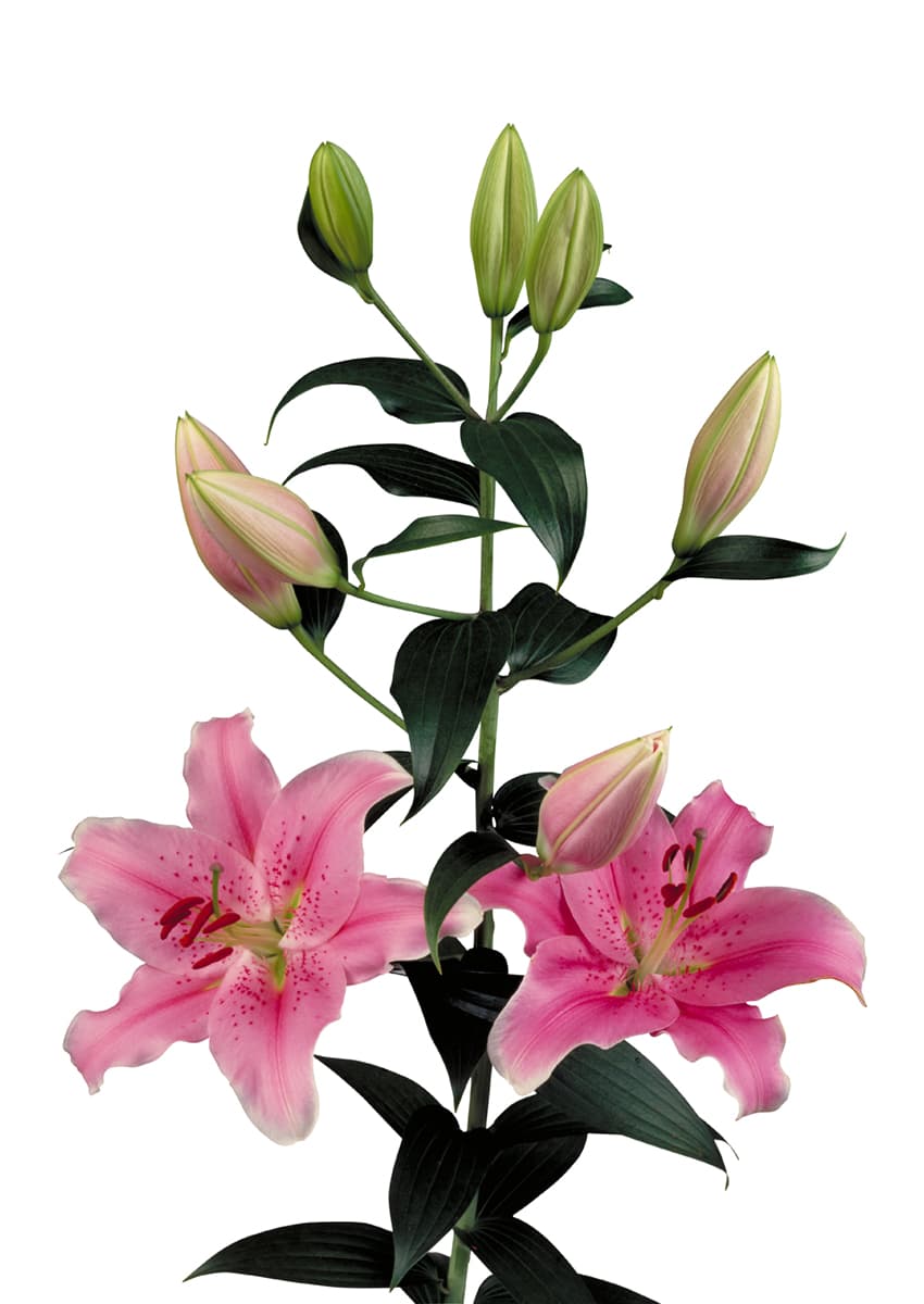 Sorbonne Lilium