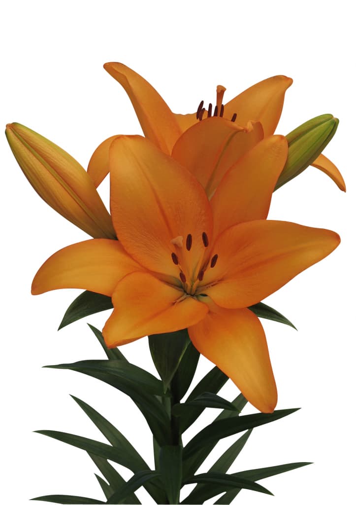 Honesty Lilium