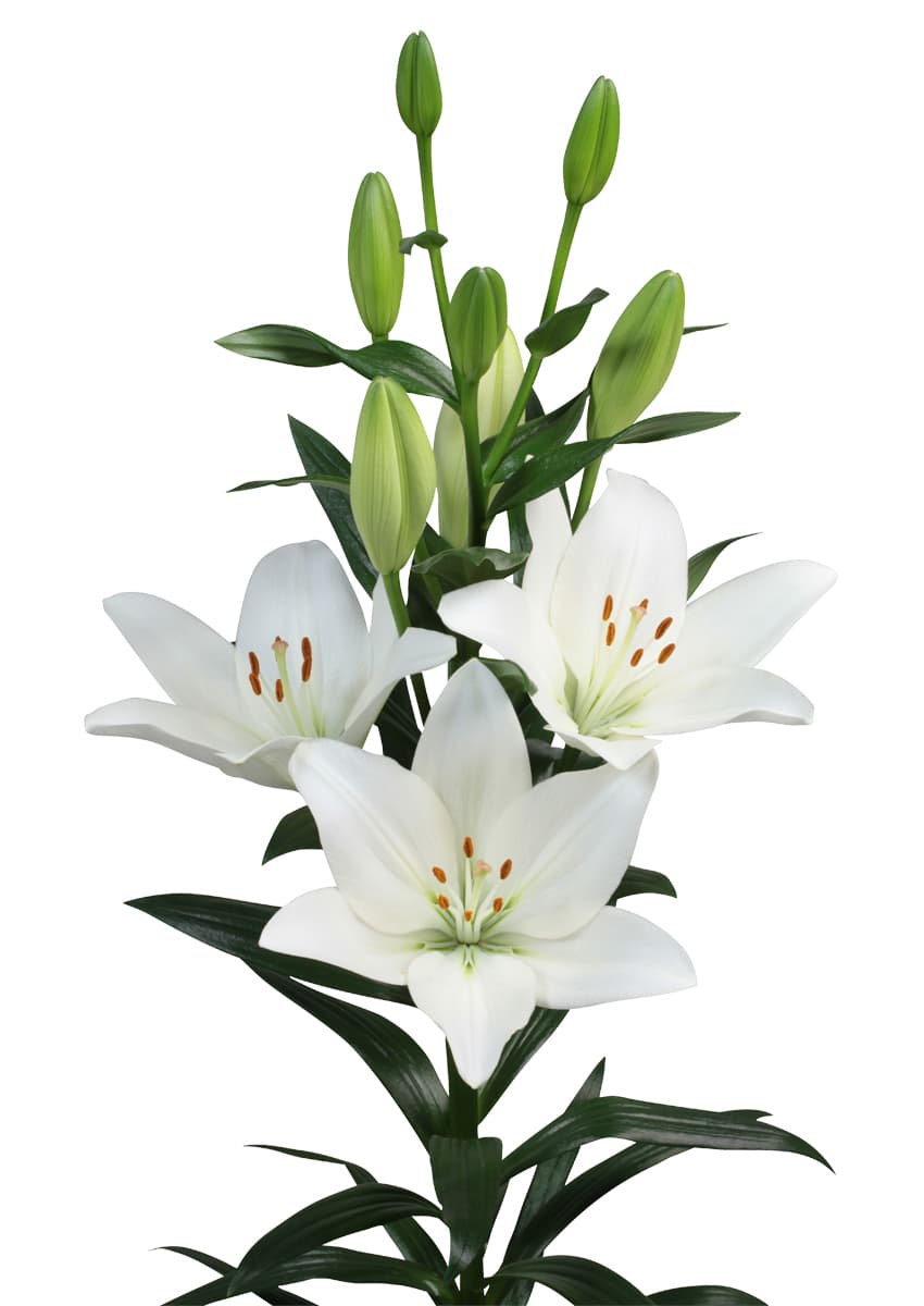 Scansano Lilium