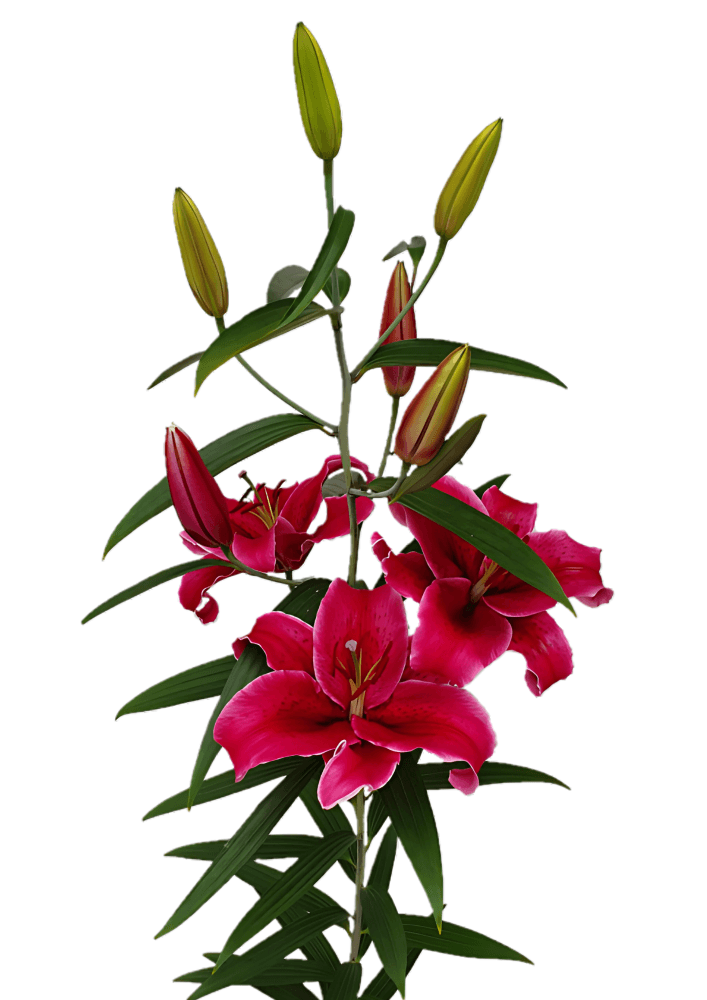 Corvara Lilium