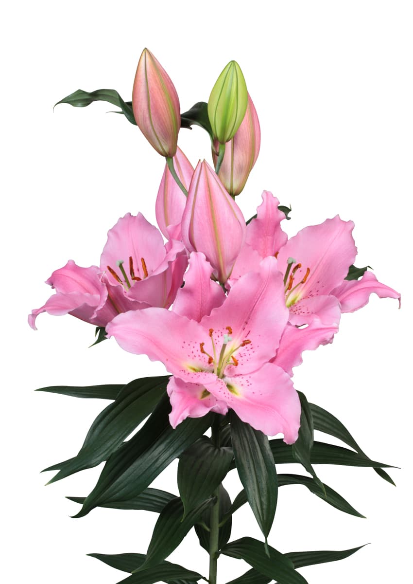 Benson Lilium