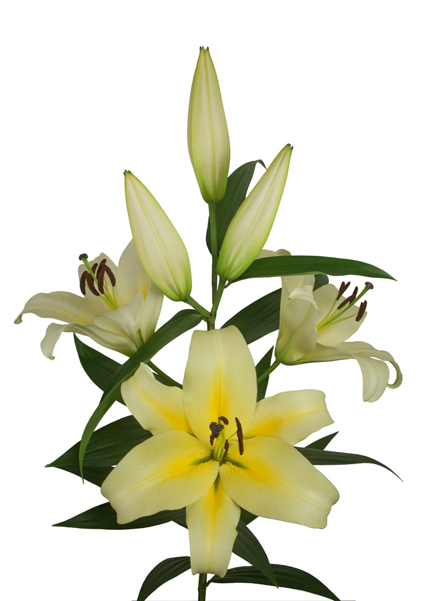 Felino Lilium