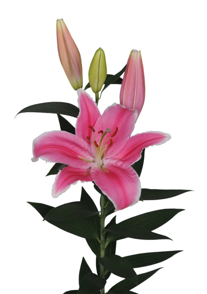 Marlon Lilium