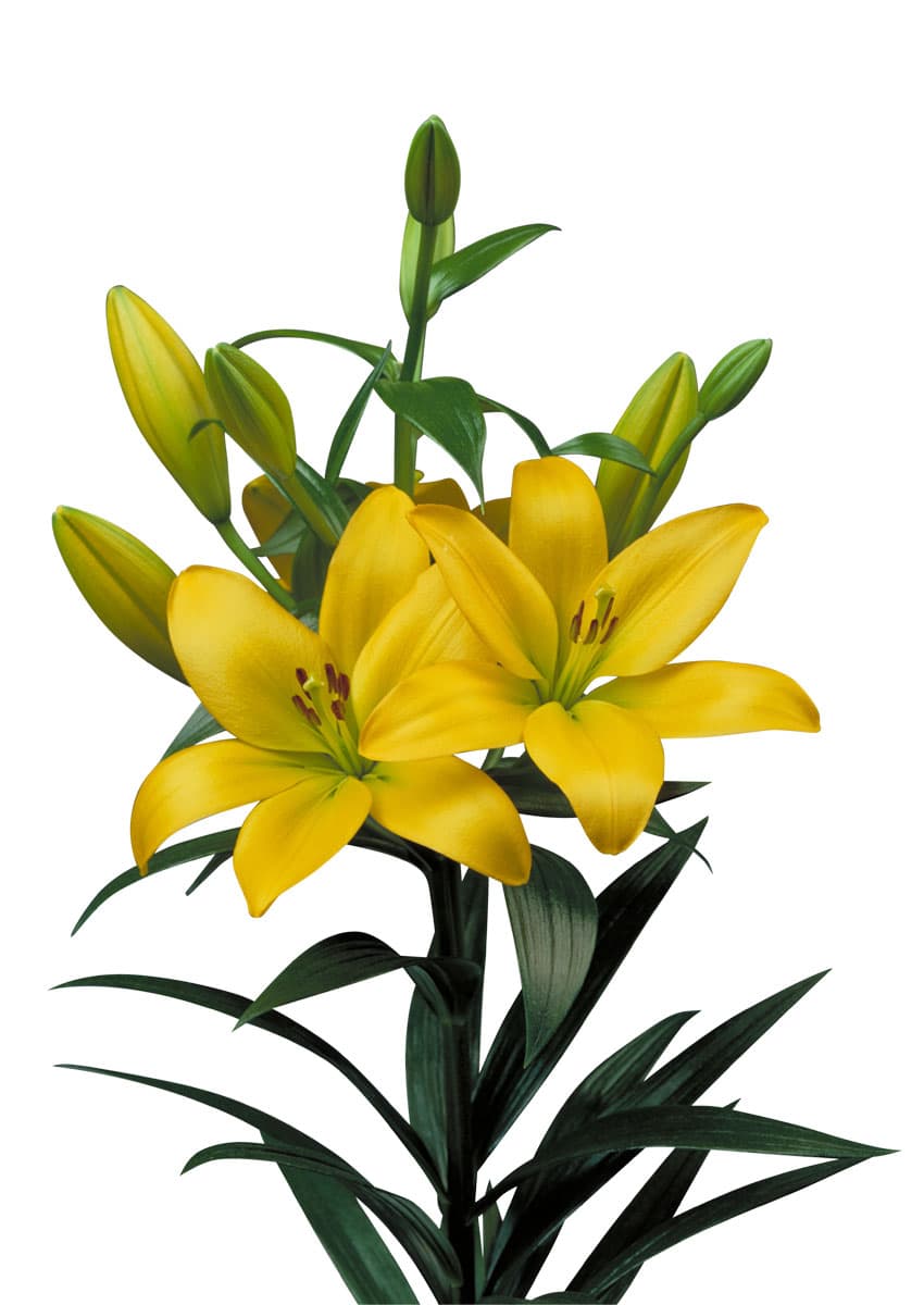 Serrada Lilium