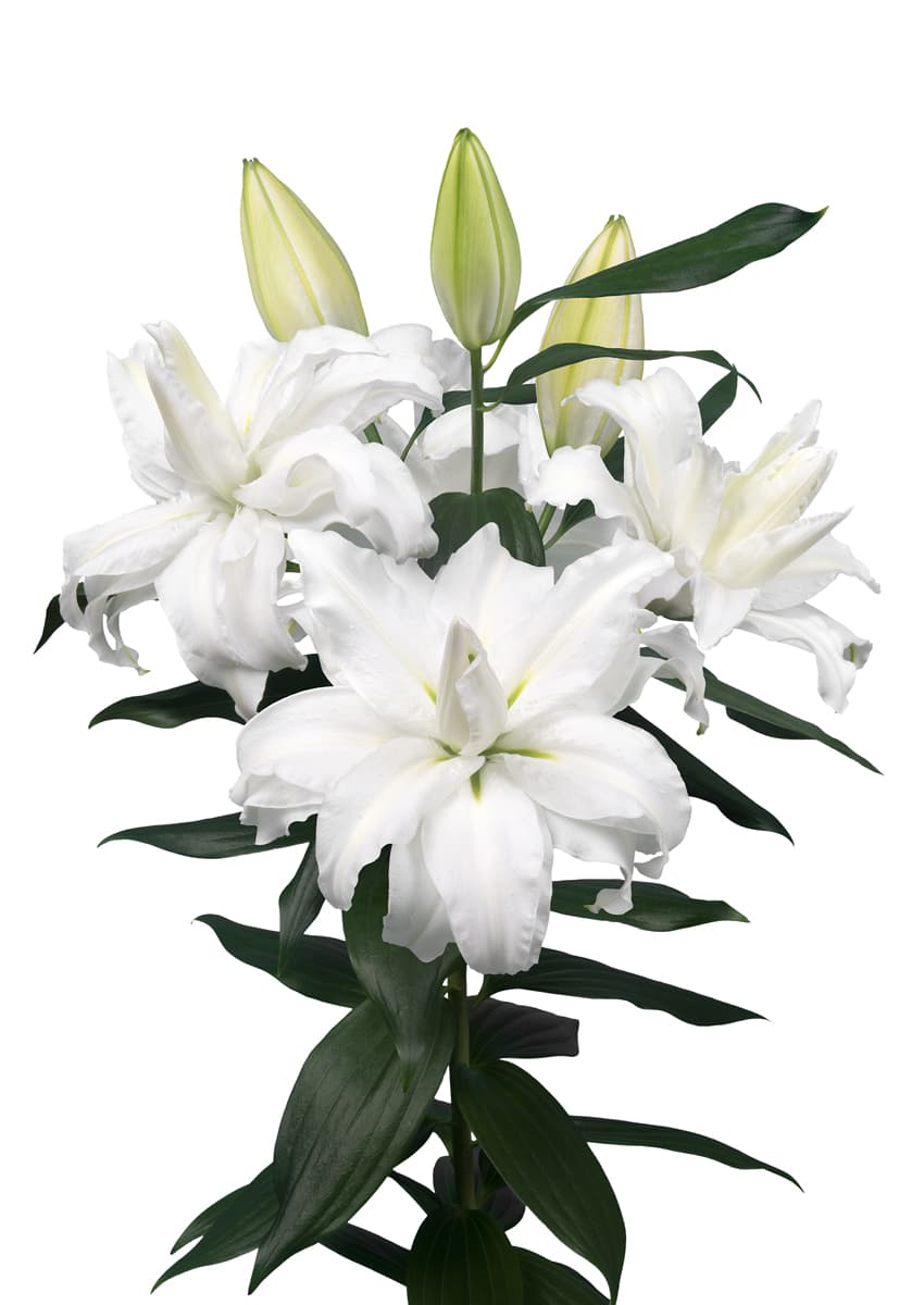 Roselily Edsilia Roselily Lilium
