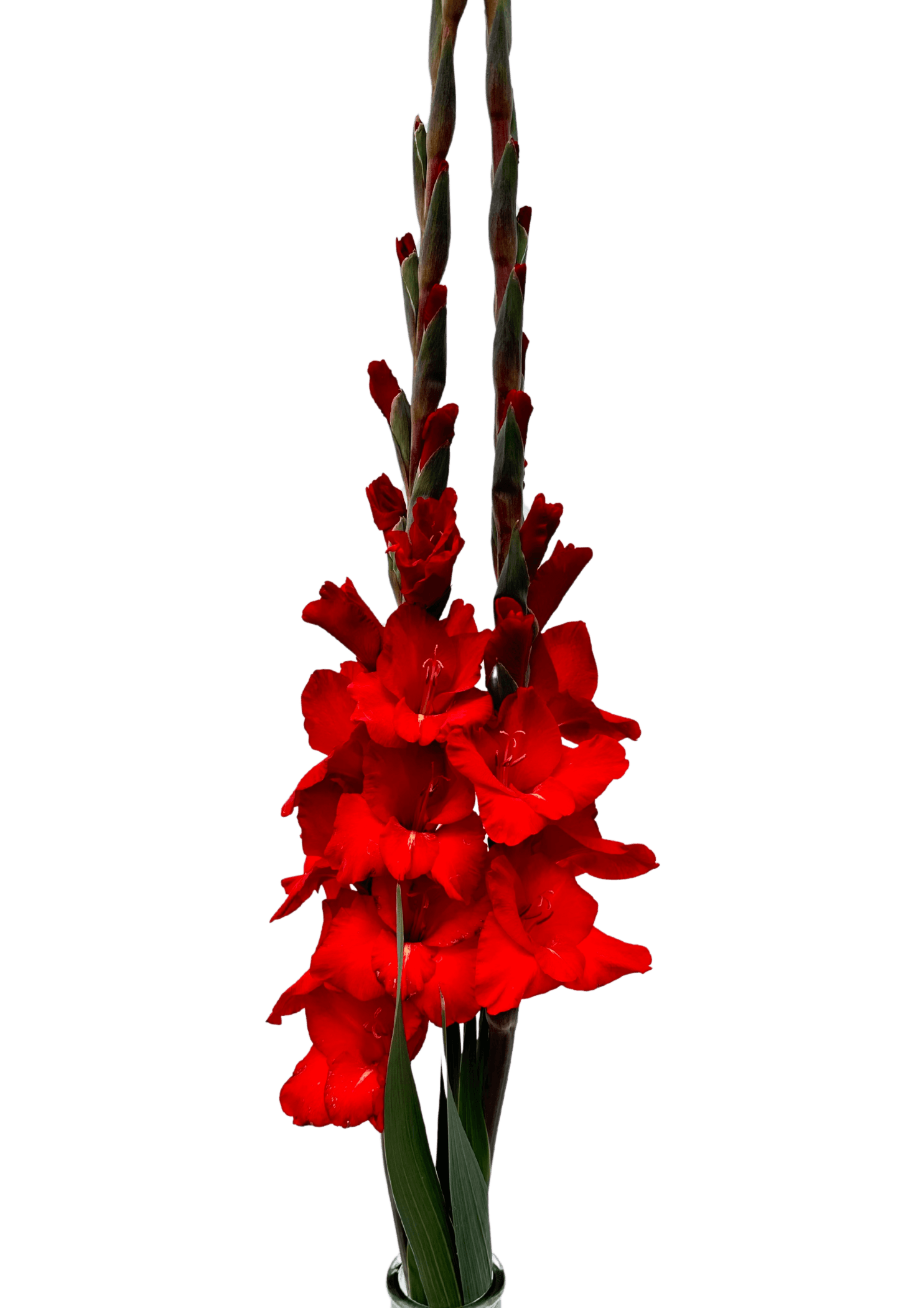 Rossini