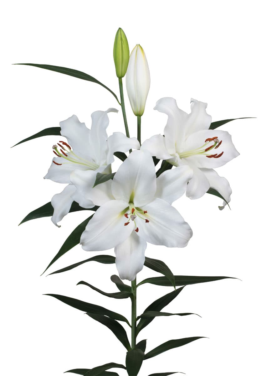 Paposo Lilium