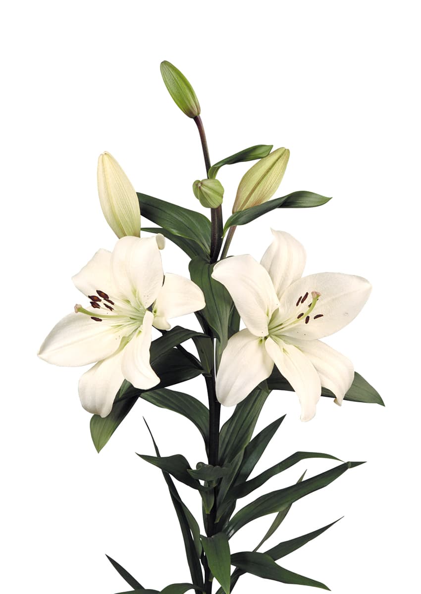 Litouwen Lilium