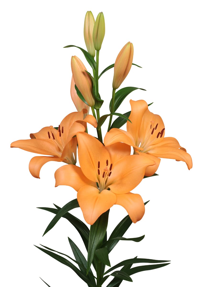 Menton Lilium