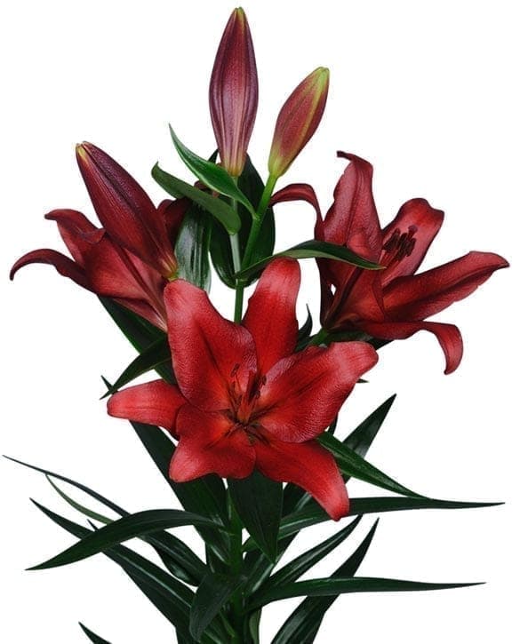 Break Out Lilium