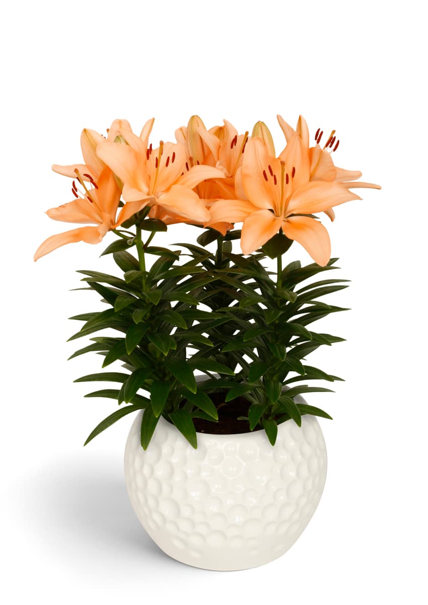 Tiny Moon Lily Looks Lilium