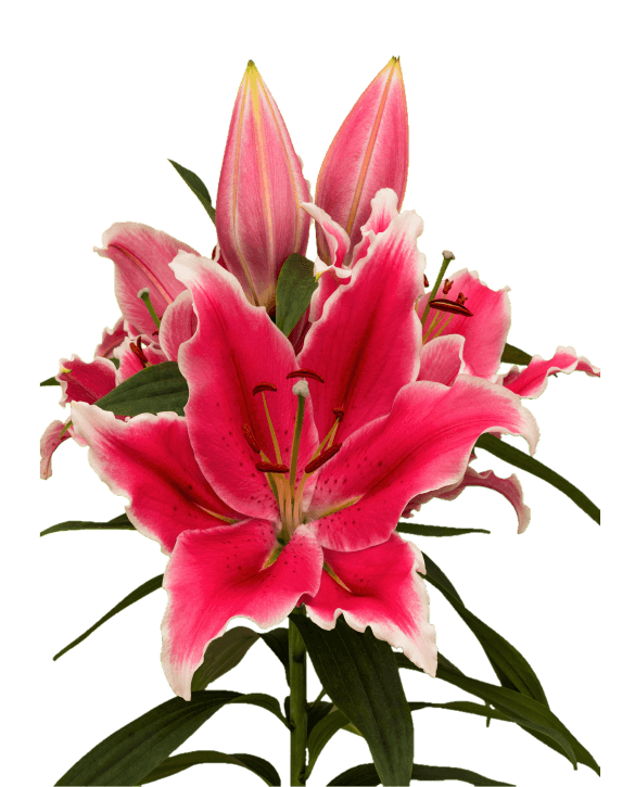 Ponzone Lilium