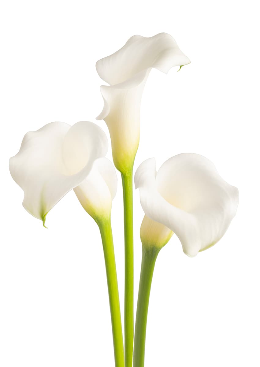 White mambo Calla nova Zantedeschia