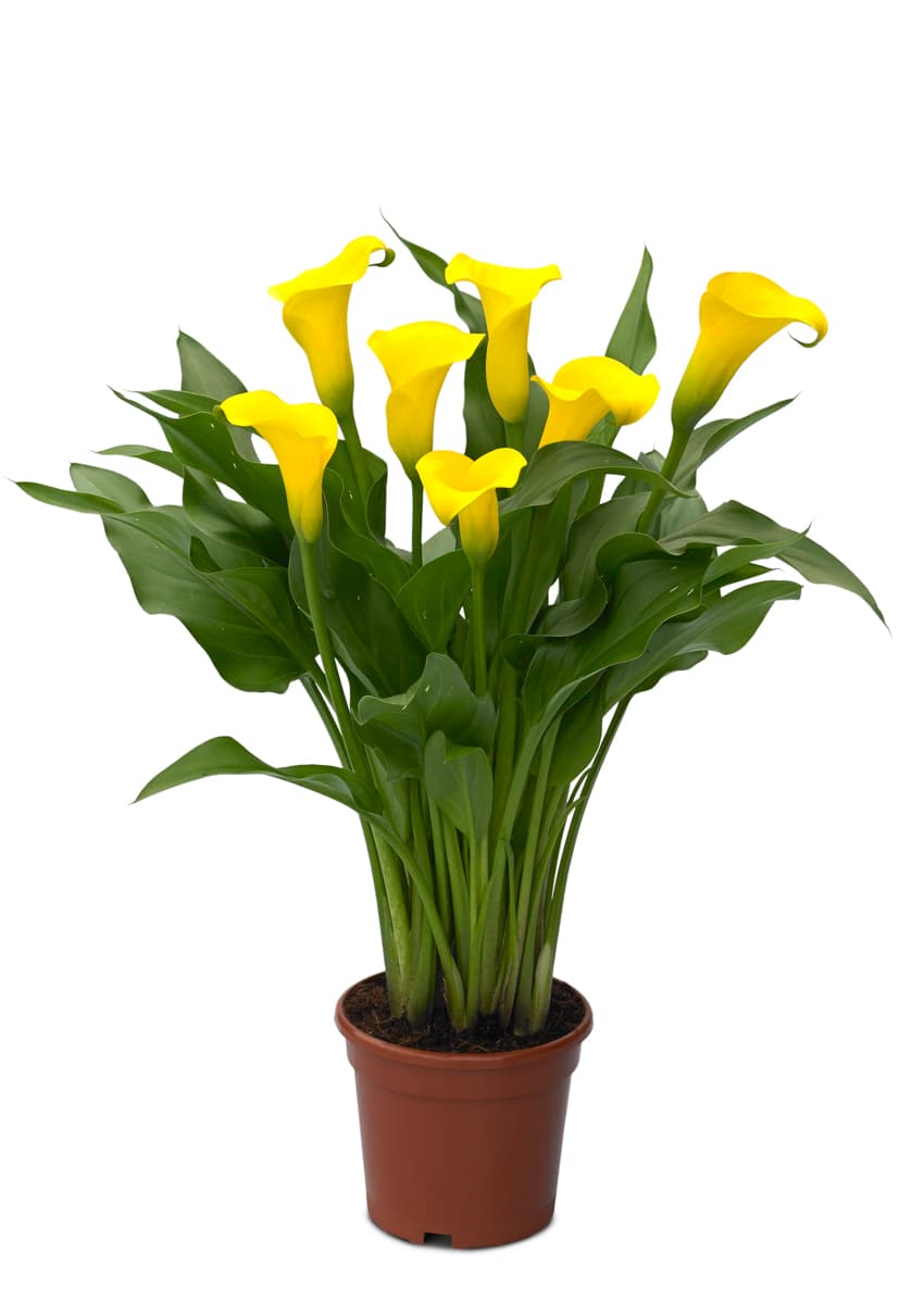 Monte Carlo Zantedeschia