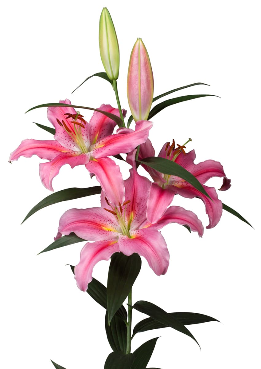 Lodi                                               Lilium