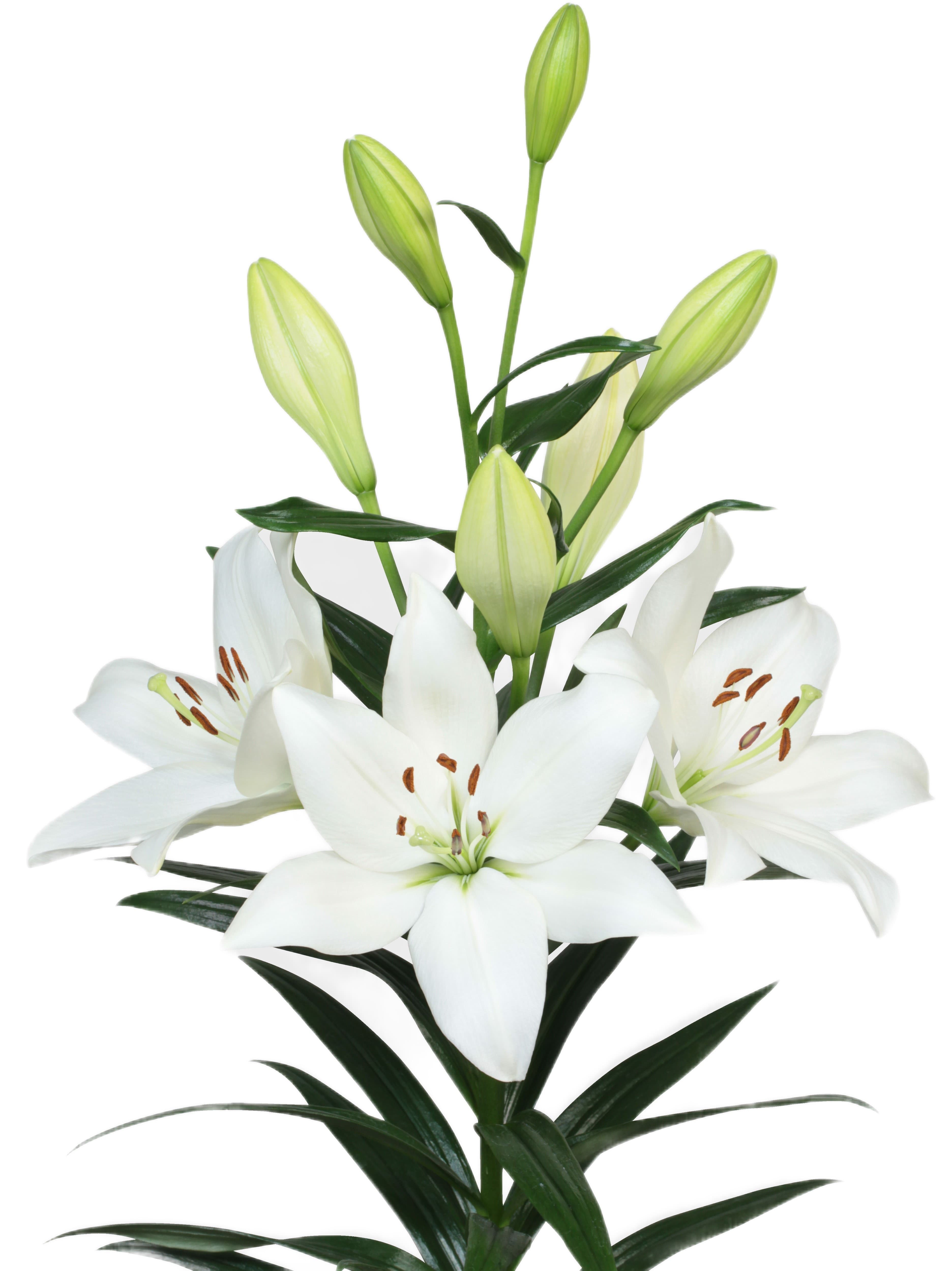 Osorno Lilium
