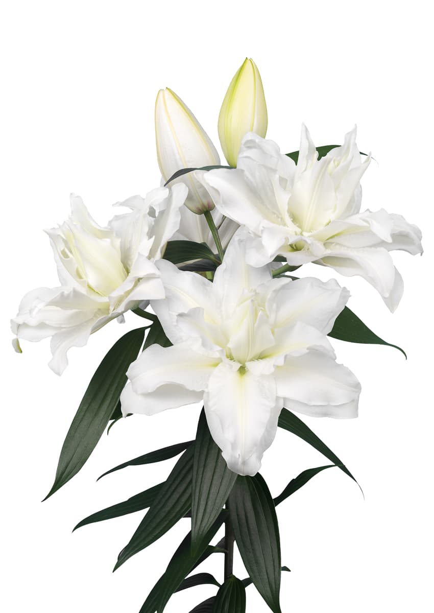 Roselily Jacintha Roselily Lilium