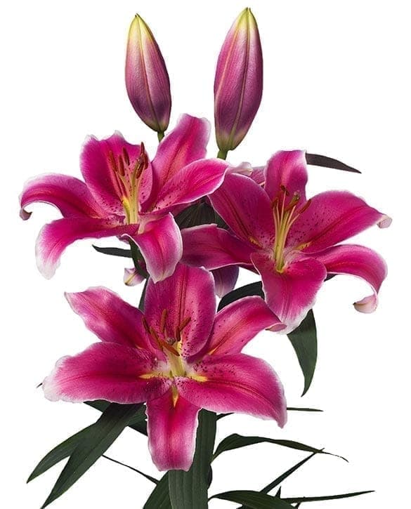 Joop Lilium