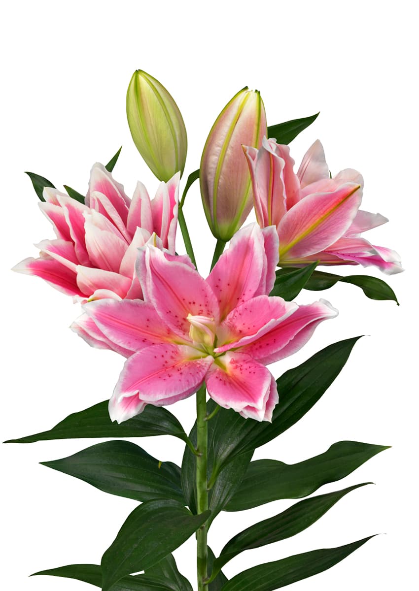 Roselily Melissa Roselily Lilium