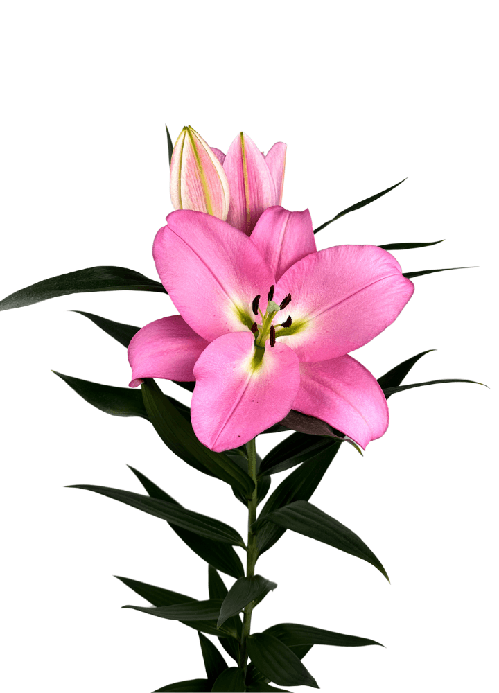 Marchesa Lilium