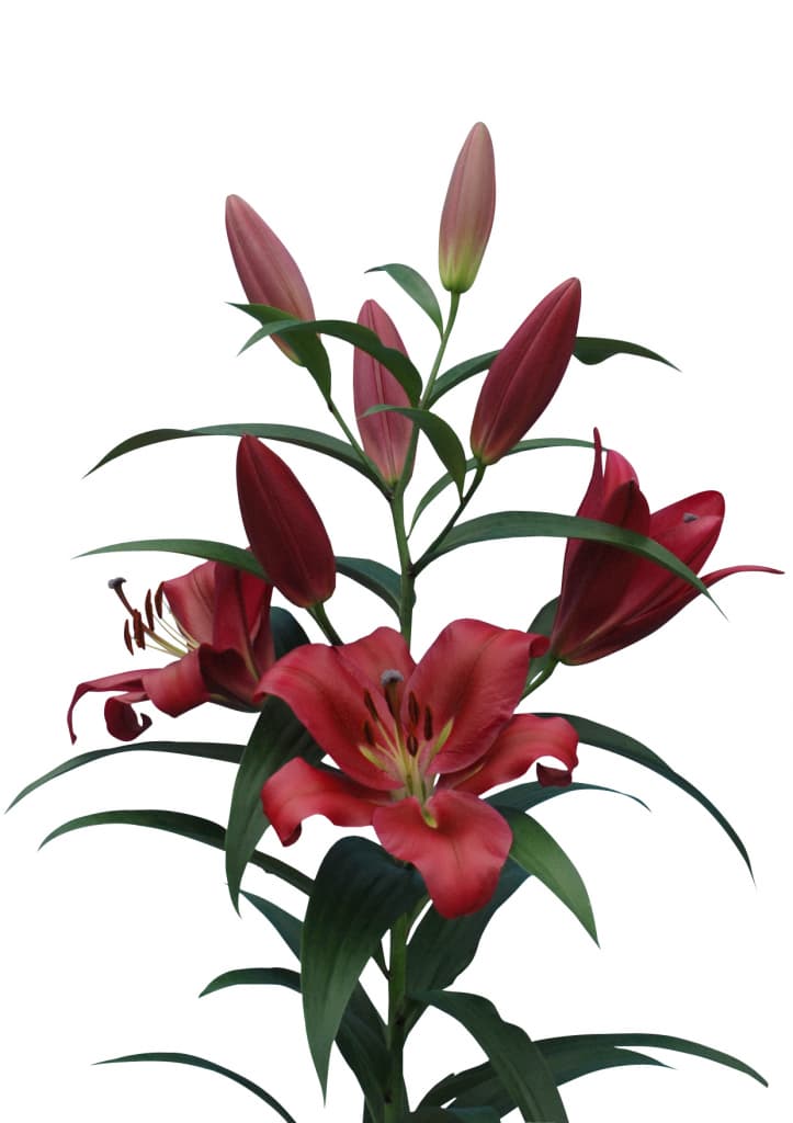 Red Desire Lilium