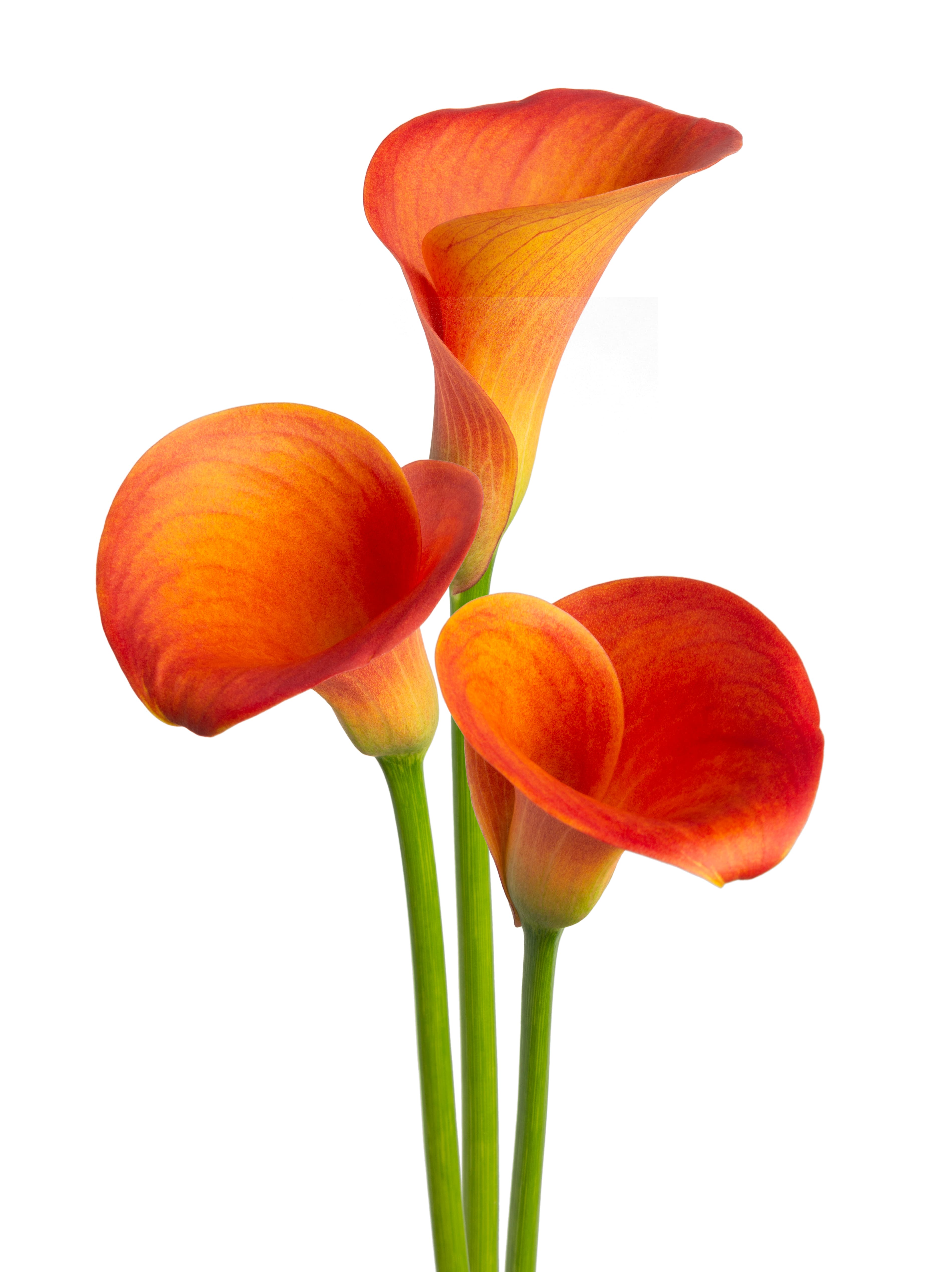 Orange pride Calla nova Zantedeschia