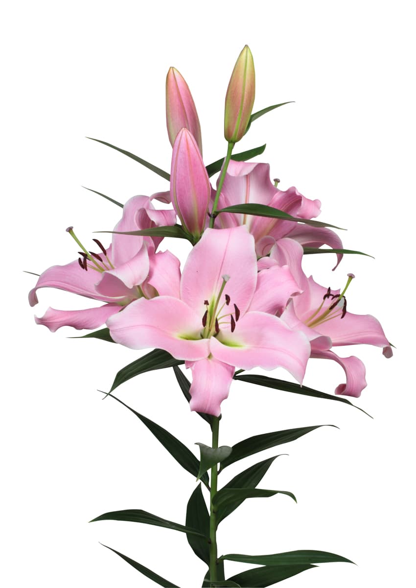 Corinthe Lilium