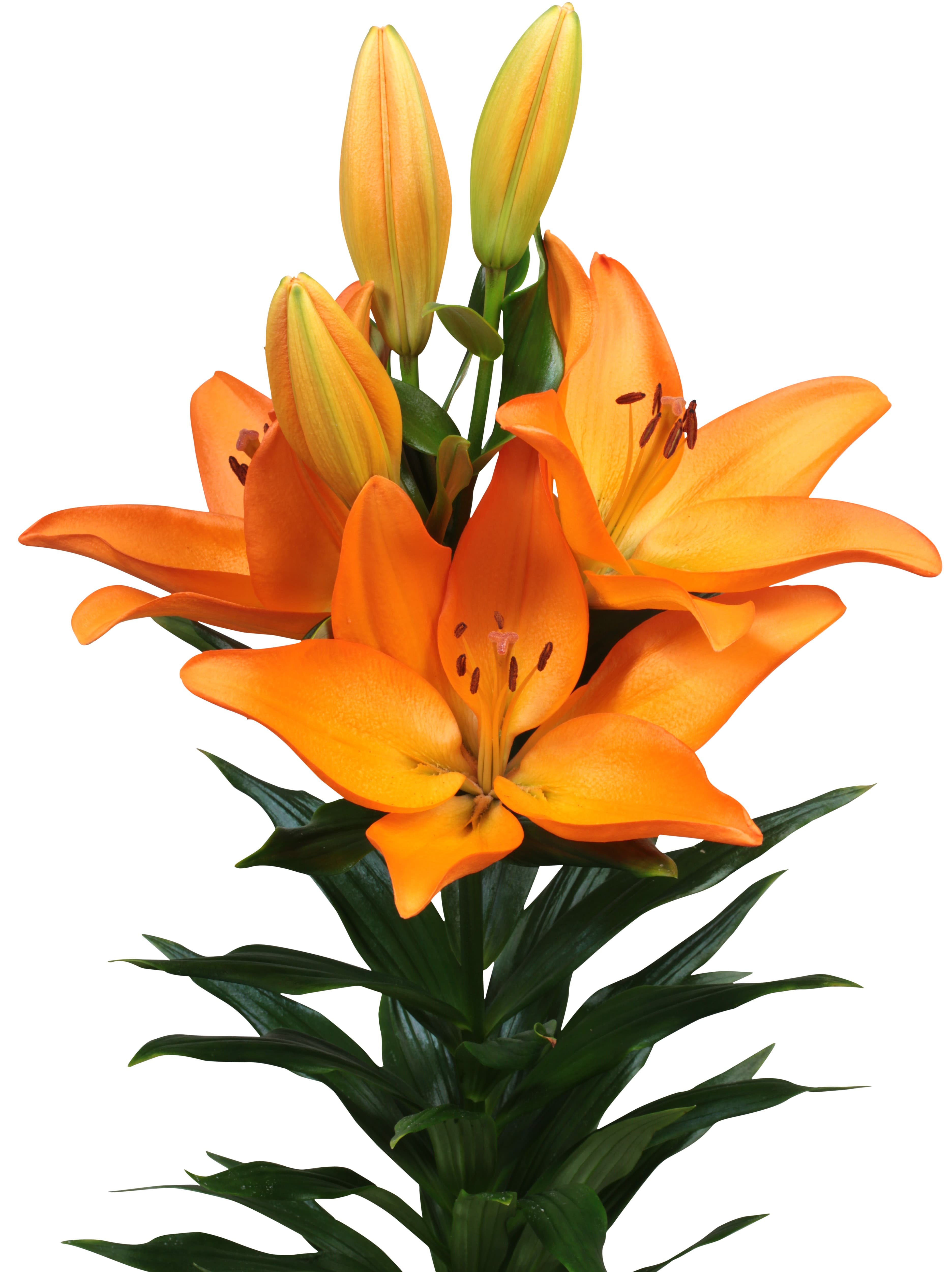 Moordale Lilium
